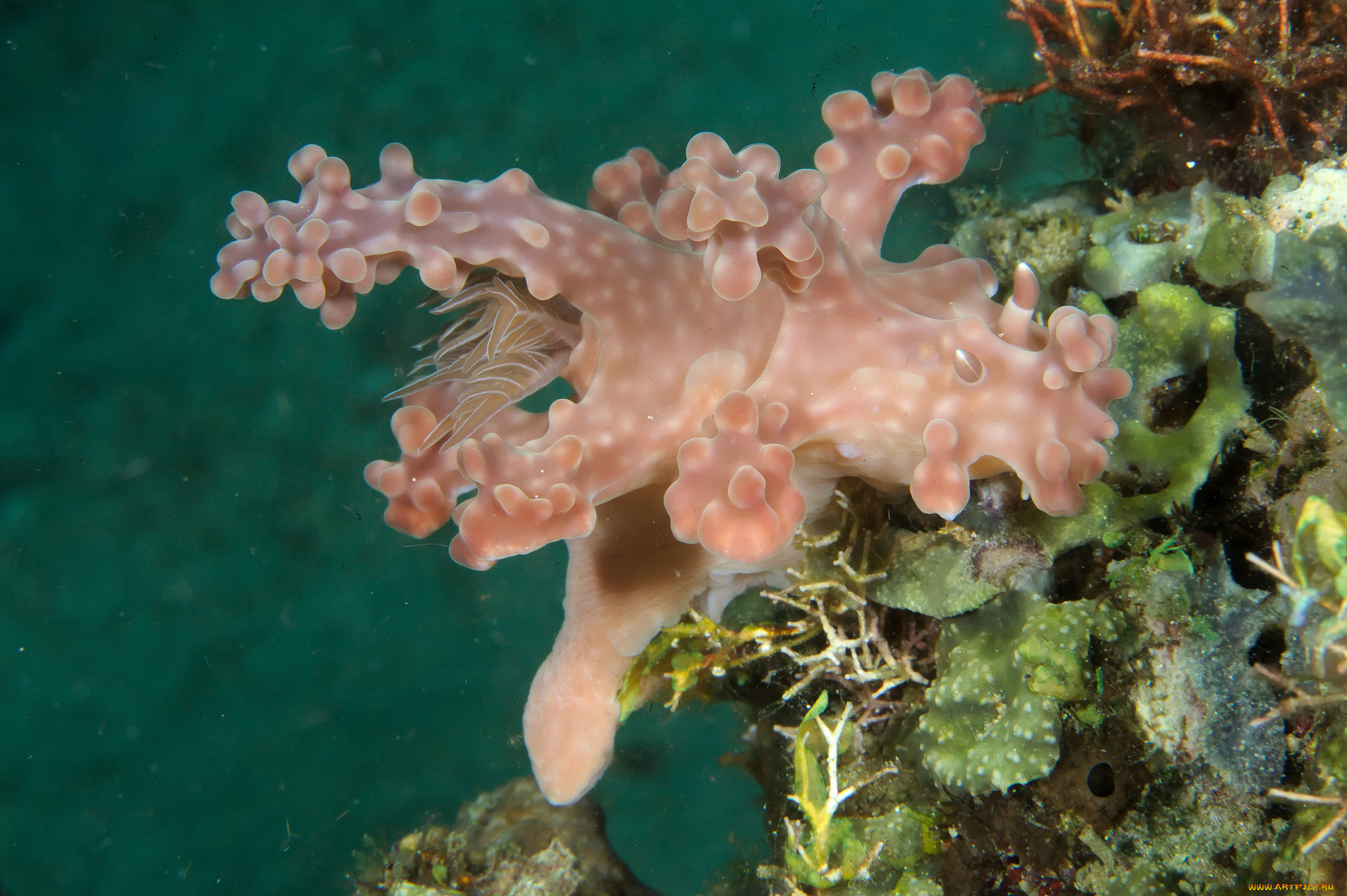 ceratosoma alleni, ,  , ceratosoma, alleni, , 